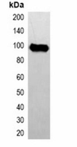 Western blot analysis of 293T cell lysate using Avi-tag antibody