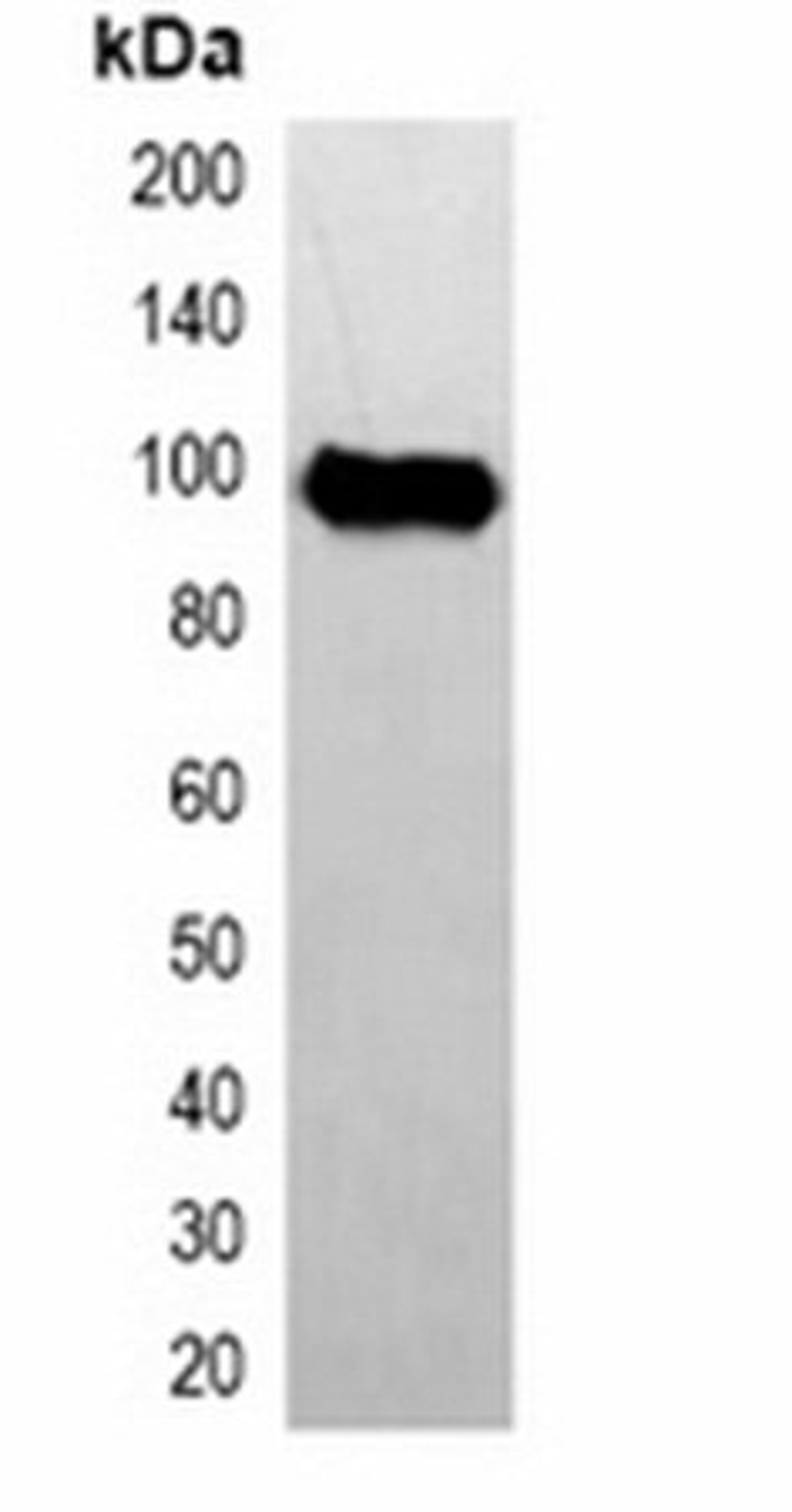 Western blot analysis of 293T cell lysate using Avi-tag antibody