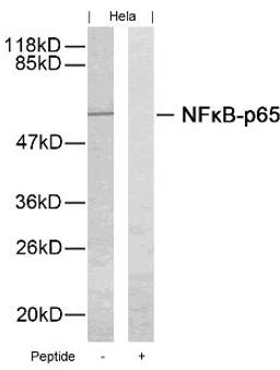 Western blot analysis of lysed extracts from HeLa cells using NF&#954;B-p65 (Ab-276).