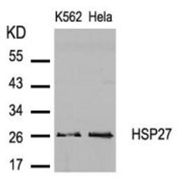 Western blot analysis of lysed extracts from K562 and HeLa cells using HSP27 (Ab-82).