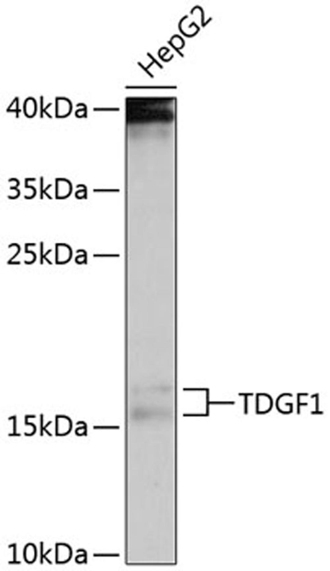 Western blot - TDGF1 antibody (A1065)