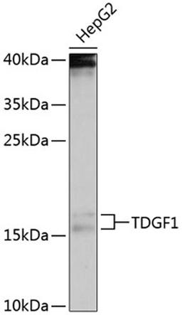 Western blot - TDGF1 antibody (A1065)