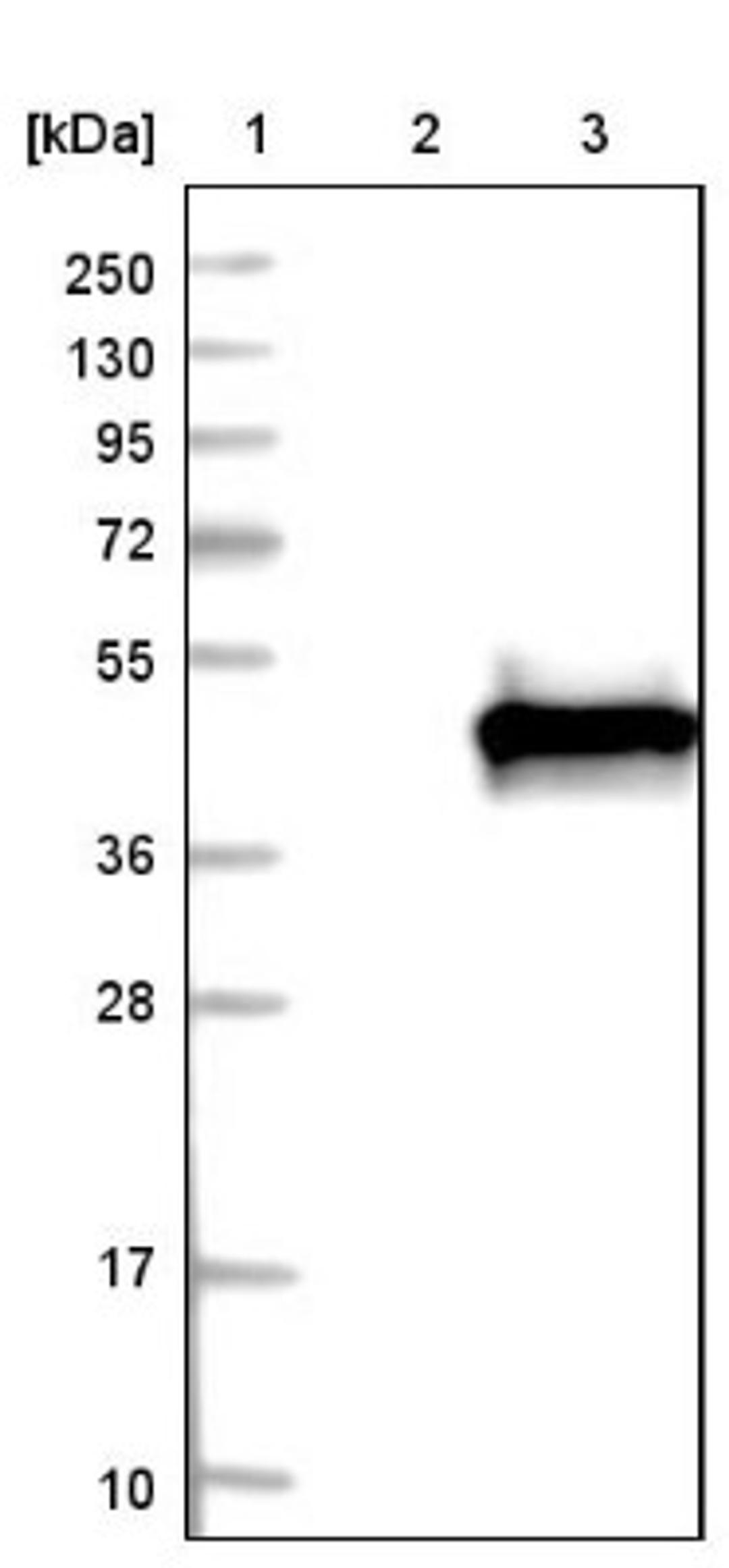 Western Blot: Septin-3 Antibody [NBP1-90339] - Lane 1: Marker [kDa] 250, 130, 95, 72, 55, 36, 28, 17, 10<br/>Lane 2: Negative control (vector only transfected HEK293T lysate)<br/>Lane 3: Over-expression lysate (Co-expressed with a C-terminal myc-DDK tag (~3.1 kDa) in mammalian HEK293T cells, LY403438)