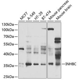 Western blot - INHBC antibody (A7559)