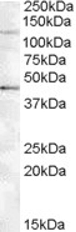 46-937 (0.5ug/ml) staining of Jurkat lysate (35ug protein in RIPA buffer). Primary incubation was 1 hour. Detected by chemiluminescence.