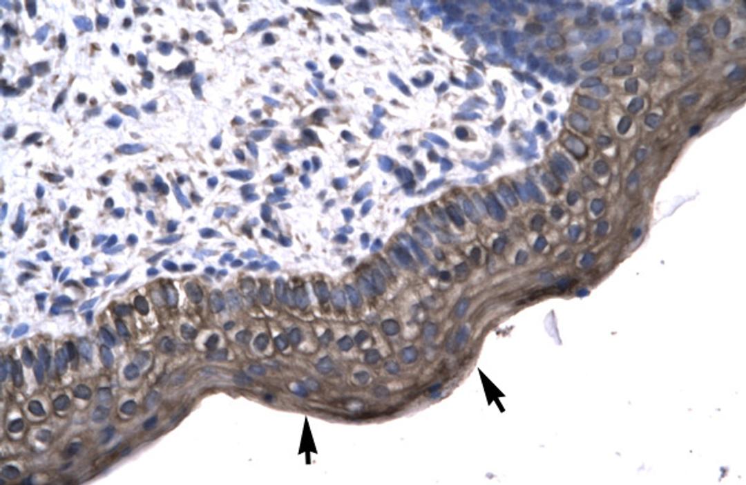 Antibody used in IHC on Human Spermatophore.