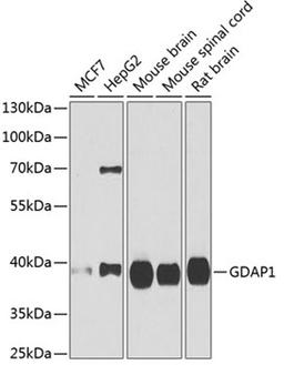 Western blot - GDAP1 antibody (A6601)