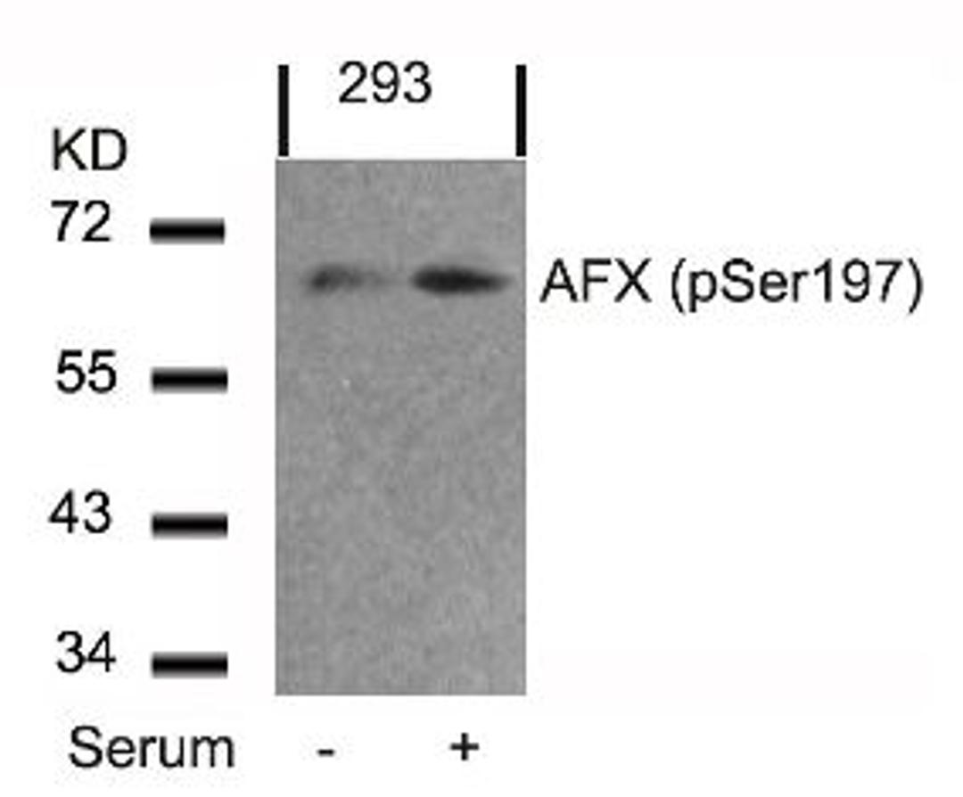 Western blot analysis of lysed extracts from 293 cells untreated or treated with serum using AFX (Phospho-Ser197).