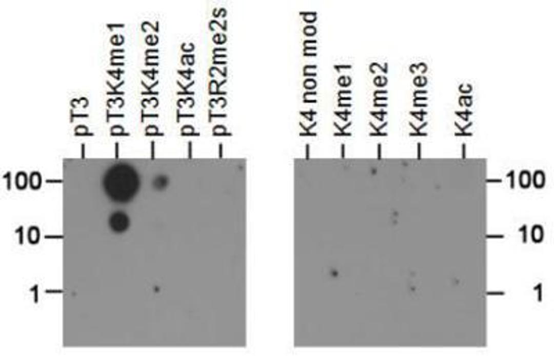 Dot Blot: Histone H3 [p Thr3, Monomethyl Lys4] Antibody [NB21-1012] - Dot Blot analysis of H3pT3/K4me1 using the peptides listed above in the 100, 10 and 1 picomoles of peptide.