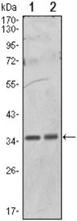 Western Blot: PP1 alpha/PPP1A Antibody (6D1) [NBP1-51600] - Western blot analysis using PPP1A mouse mAb against Hela (1) and NIH/3T3 (2) cell lysate.