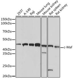 Western blot - c-Maf Rabbit mAb (A3361)