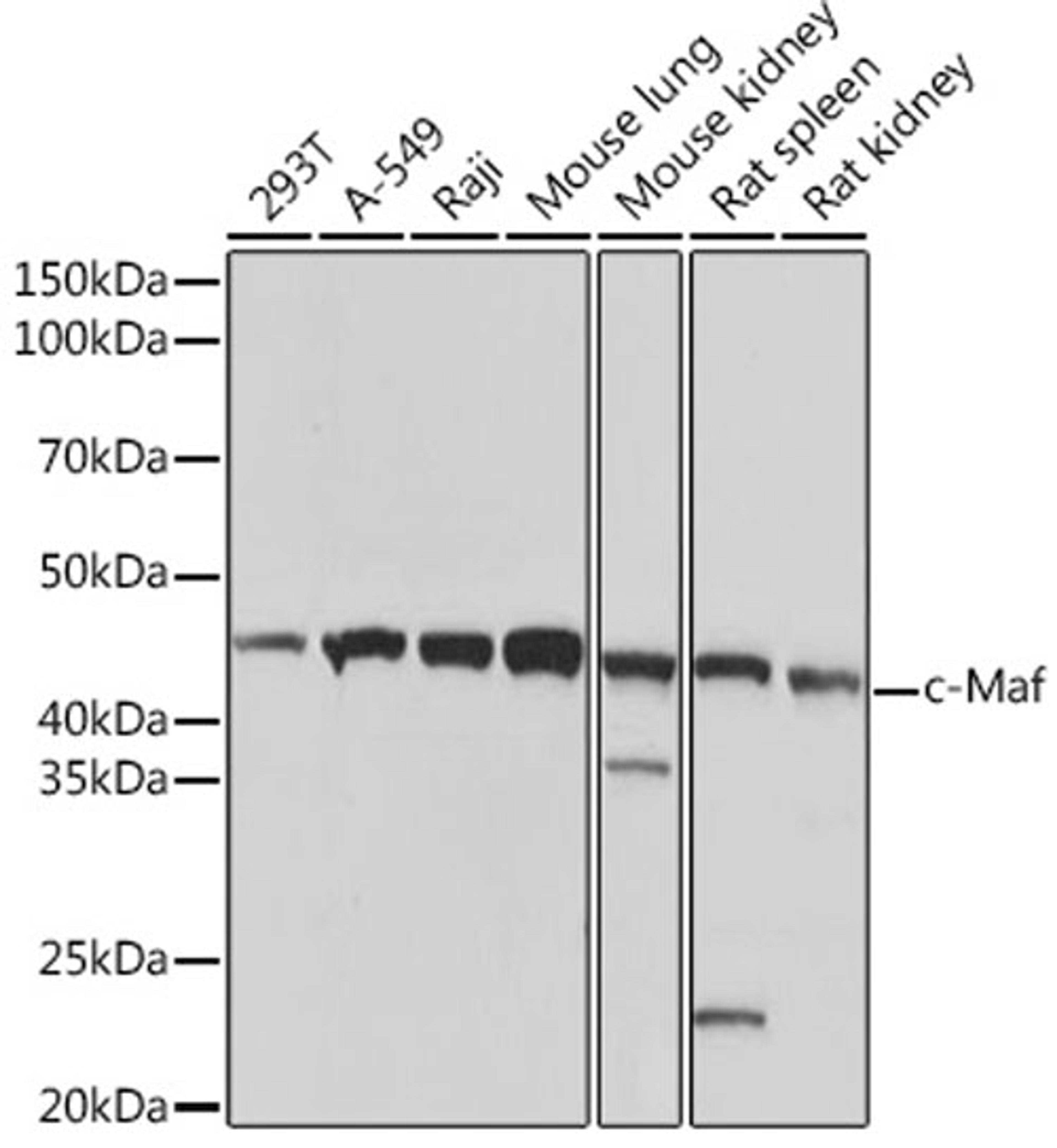 Western blot - c-Maf Rabbit mAb (A3361)