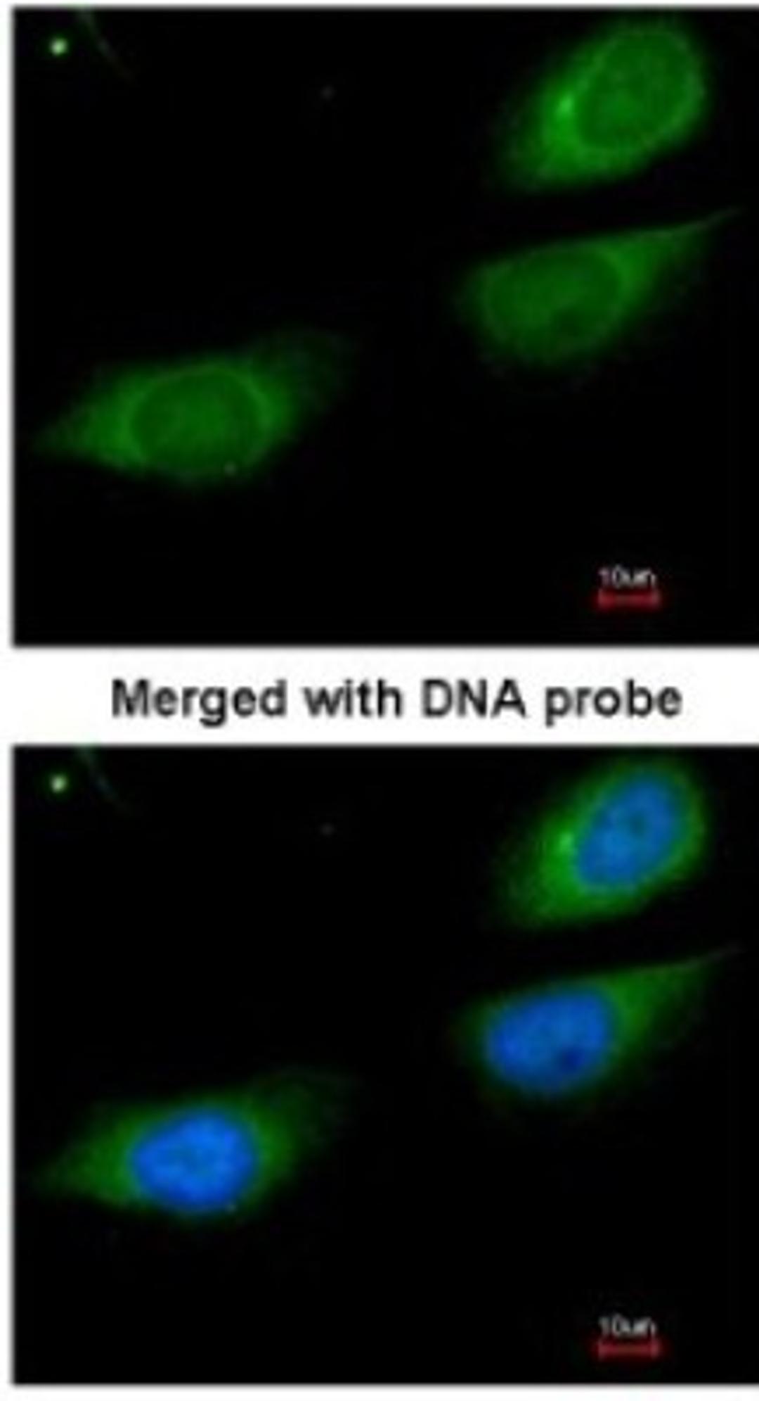 Immunocytochemistry/Immunofluorescence: Fibrinogen gamma chain Antibody [NBP1-32436] - Paraformaldehyde-fixed HeLa, using antibody at 1:200 dilution.