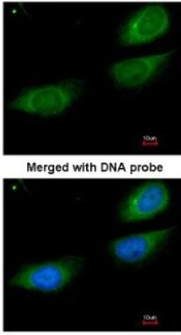 Immunocytochemistry/Immunofluorescence: Fibrinogen gamma chain Antibody [NBP1-32436] - Paraformaldehyde-fixed HeLa, using antibody at 1:200 dilution.