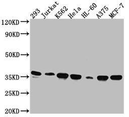 Western Blot. Positive WB detected in: 293 whole cell lysate, Jurkat whole cell lysate, K562 whole cell lysate, Hela whole cell lysate, HL-60 whole cell lysate, A375 whole cell lysate, MCF-7 whole cell lysate. All lanes: Syntaxin 4 antibody at 1:1000. Secondary. Goat polyclonal to rabbit IgG at 1/50000 dilution. Predicted band size: 35, 34 kDa. Observed band size: 35 kDa.
