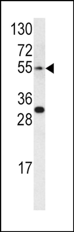 Western blot analysis of EDNRA antibody in CEM cell line lysates (35ug/lane)