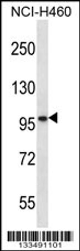 Western blot analysis in NCI-H460 cell line lysates (35ug/lane).