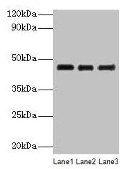 Western blot. All lanes: SERPINB14 antibody at 2µg/ml. Lane 1: Ovalbumin at 1: 4000. Lane 2: Ovalbumin at 1: 8000. Lane 3: Ovalbumin at 1: 16000. Secondary. Goat polyclonal to rabbit IgG at 1/10000 dilution. Predicted band size: 46 kDa. Observed band size: 46 kDa