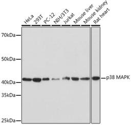 Western blot - p38 MAPK Rabbit mAb (A4771)