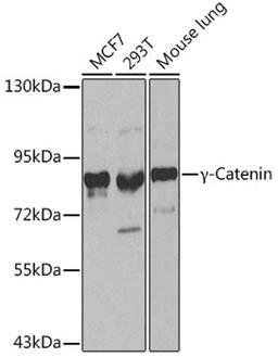 Western blot - ?-Catenin antibody (A0963)