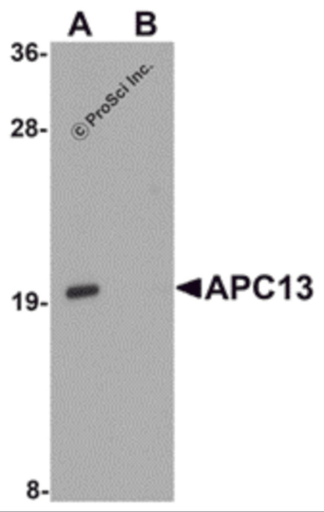 Western blot analysis of APC13 in Jurkat cell tissue lysate with APC13 antibody at 1 μg/mL in (A) the absence and (B) the presence of blocking peptide.