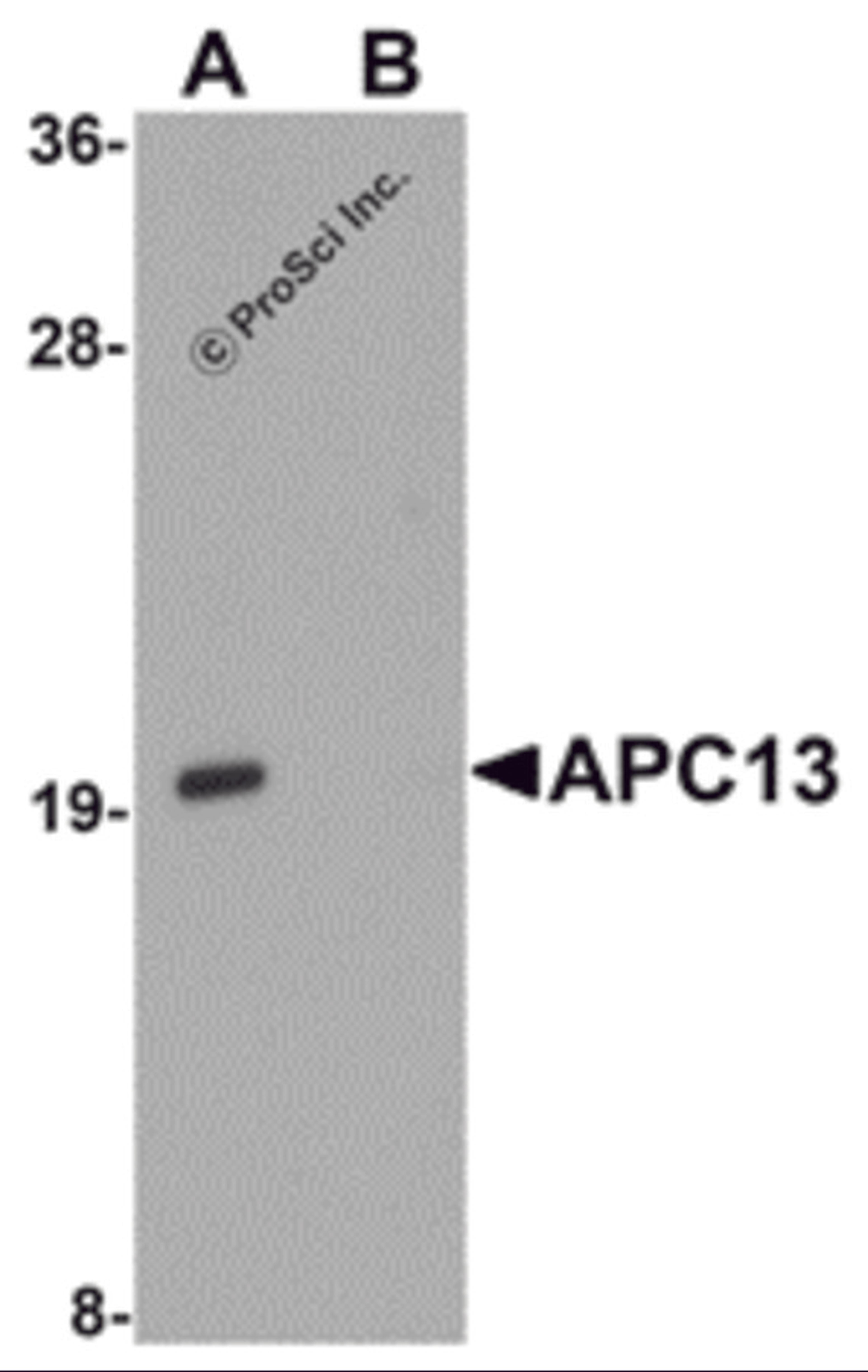 Western blot analysis of APC13 in Jurkat cell tissue lysate with APC13 antibody at 1 μg/mL in (A) the absence and (B) the presence of blocking peptide.