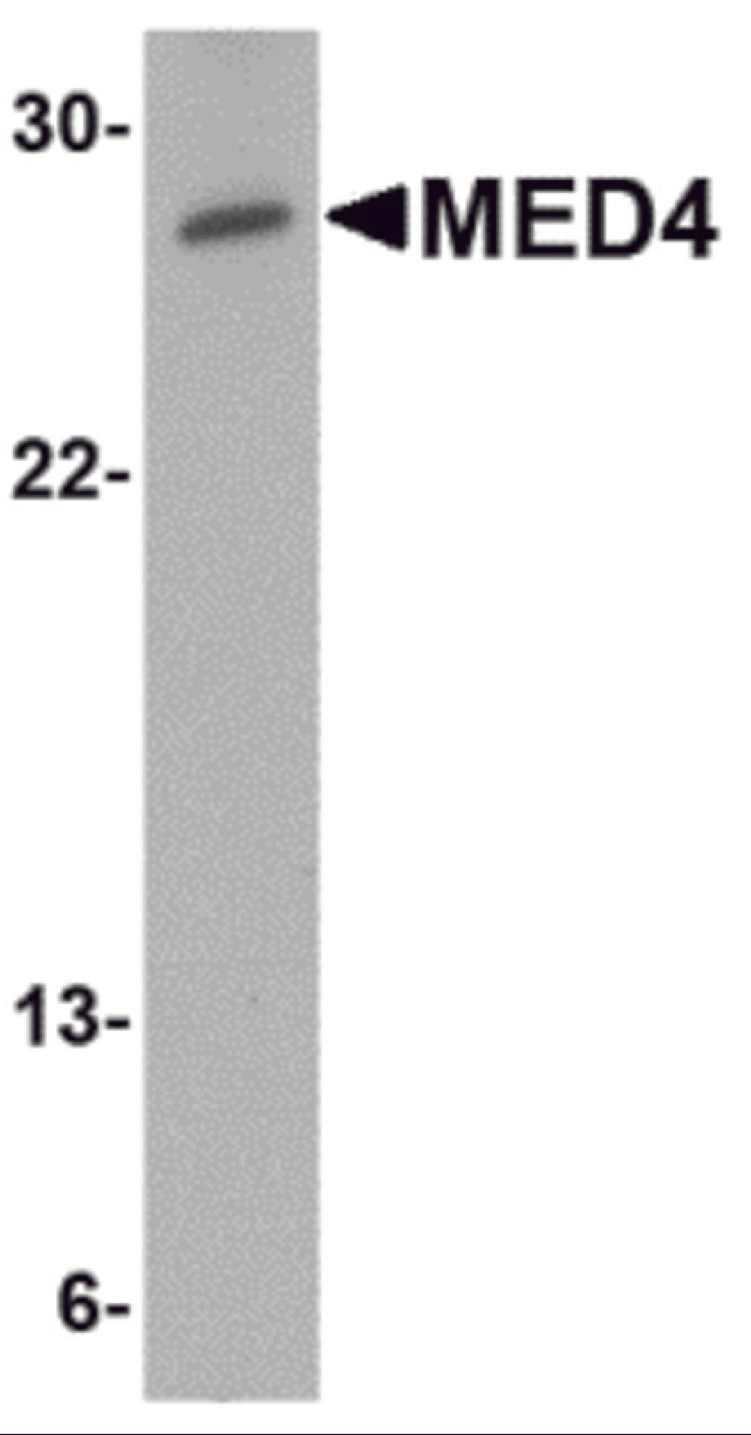 Western blot analysis of MED4 in human testis tissue lysate with MED4 antibody at 0.5 &#956;g/mL.