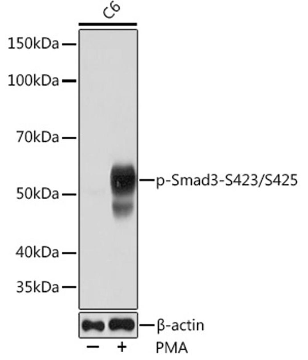 Western blot - Phospho-Smad3-S423/S425 Rabbit mAb (AP0727)