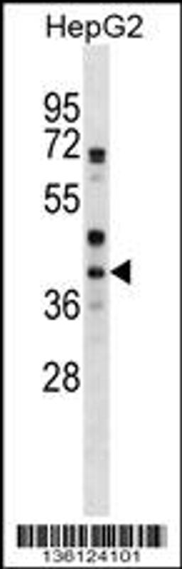 Western blot analysis in HepG2 cell line lysates (35ug/lane).