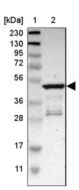 Western Blot: PLEKHA1 Antibody [NBP1-86967] - Lane 1: Marker [kDa] 230, 130, 95, 72, 56, 36, 28, 17, 11<br/>Lane 2: Human cell line RT-4