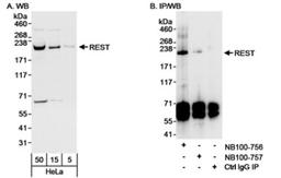 Western Blot: NRSF Antibody [NB100-757] - Detection of Human REST on HeLa whole cell lysate using NB100-757. REST was most efficiently immunoprecipitated using rabbit anti-REST antibody NB100-756 at 3 ug/mg lysate.