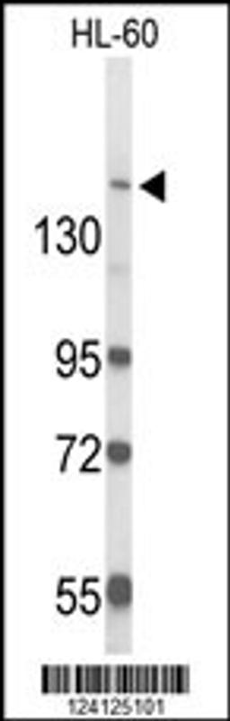 Western blot analysis of RAB3GAP2 Antibody in HL-60 cell line lysates (35ug/lane)