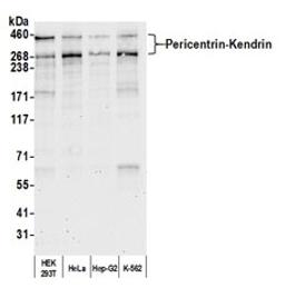 Detection of human Pericentrin-Kendrin by western blot.