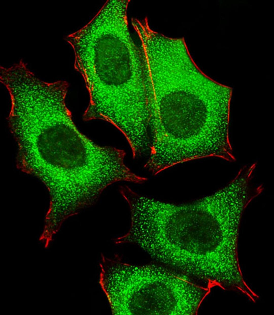 Fluorescent image of MCF-7 cells stained with GLD2 Antibody (N-term). AP5092a was diluted at 1:25 dilution. An Alexa Fluor 488-conjugated goat anti-rabbit lgG at 1:400 dilution was used as the secondary antibody (green). Cytoplasmic actin was counterstain