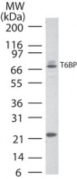 Western Blot: TAX1BP1 Antibody [NB600-975] - HeLa cell lysate using TAX1BP1 antibody at 3 ug/ml.