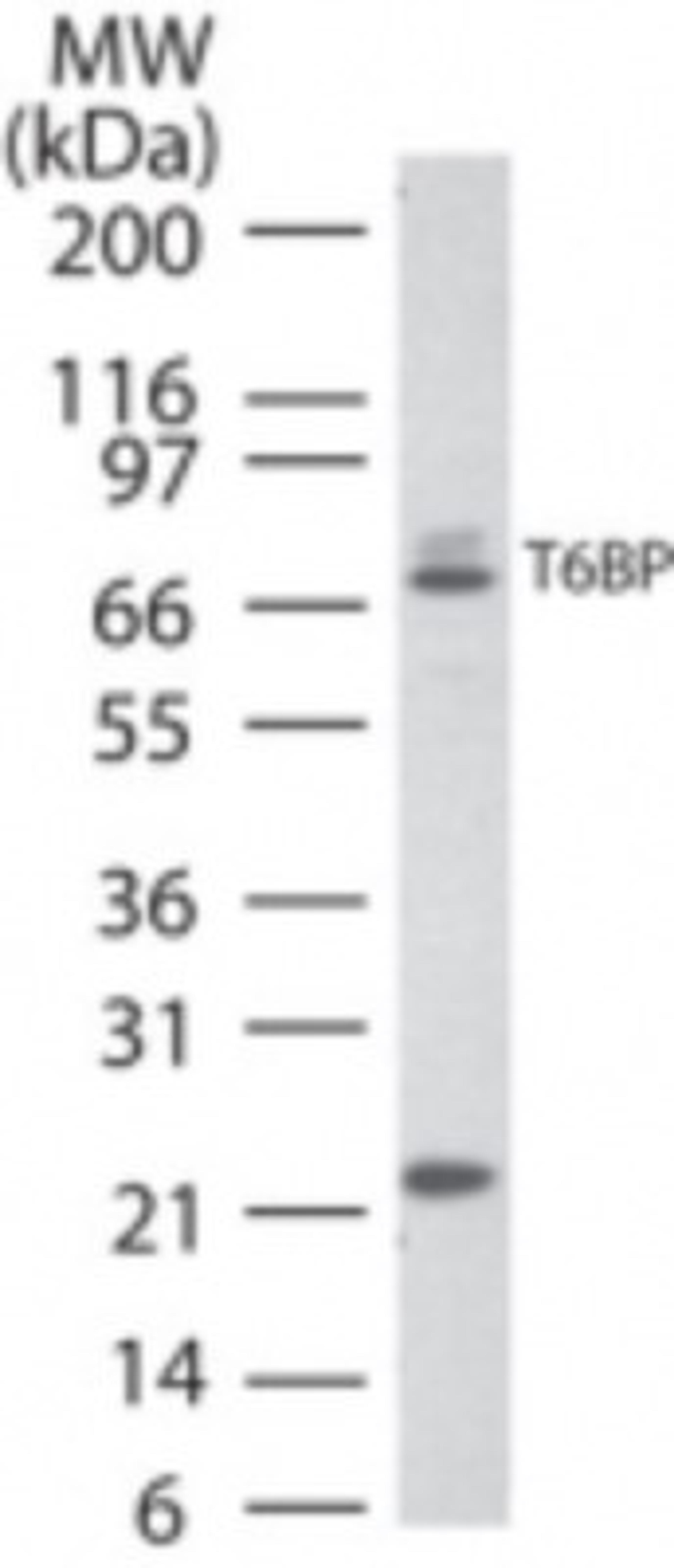 Western Blot: TAX1BP1 Antibody [NB600-975] - HeLa cell lysate using TAX1BP1 antibody at 3 ug/ml.