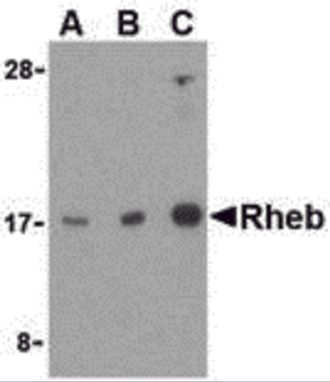 Western blot analysis of Rheb in mouse brain cell lysate with Rheb antibody at (A) 1, (B) 2, and (C) 4 μg/mL.