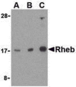 Western blot analysis of Rheb in mouse brain cell lysate with Rheb antibody at (A) 1, (B) 2, and (C) 4 μg/mL.