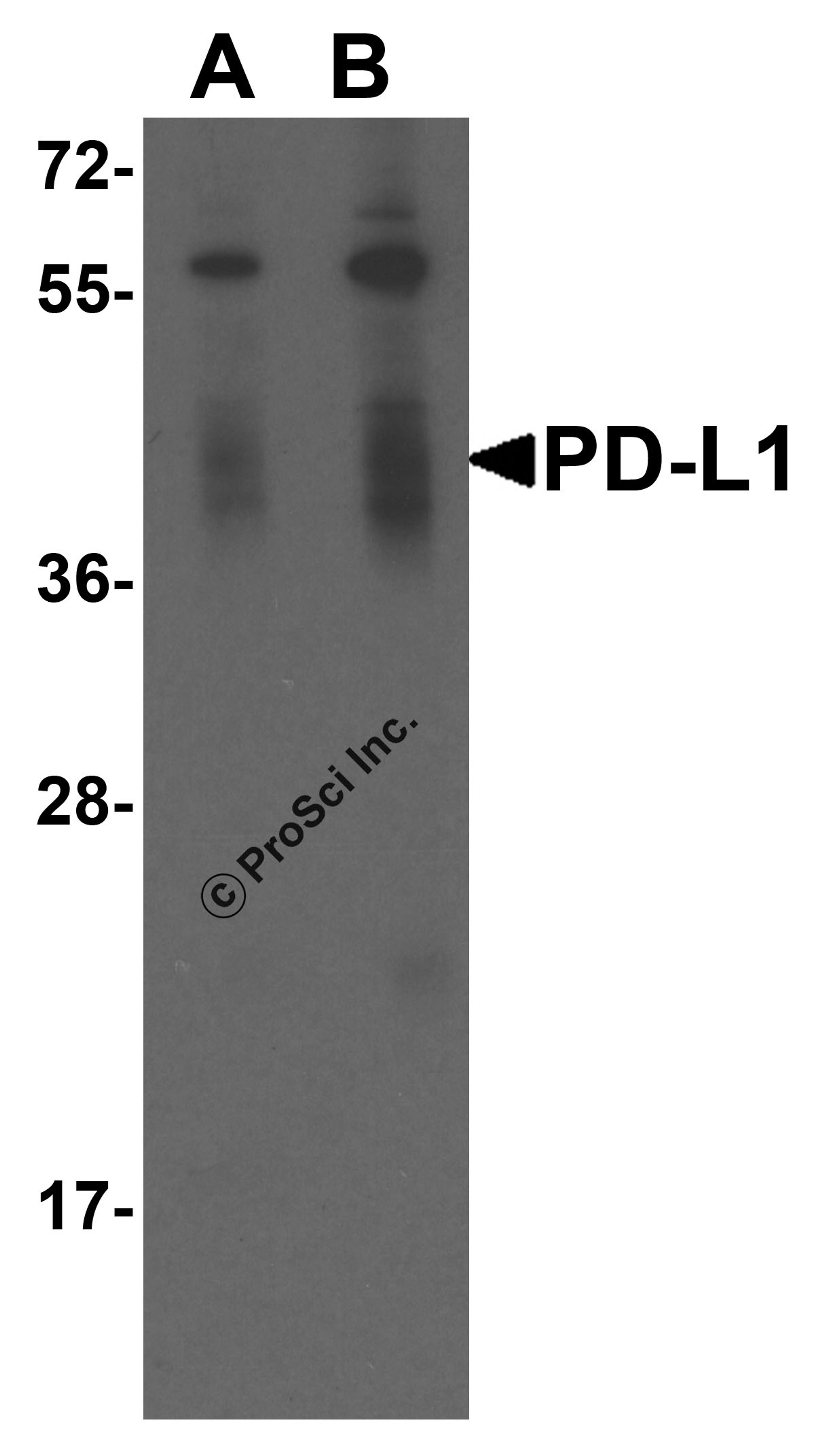 Western blot analysis of PD-L1 in overexpressing HEK293 cells PD-L1 antibody at 0.25 and 0.5 &#956;g/ml