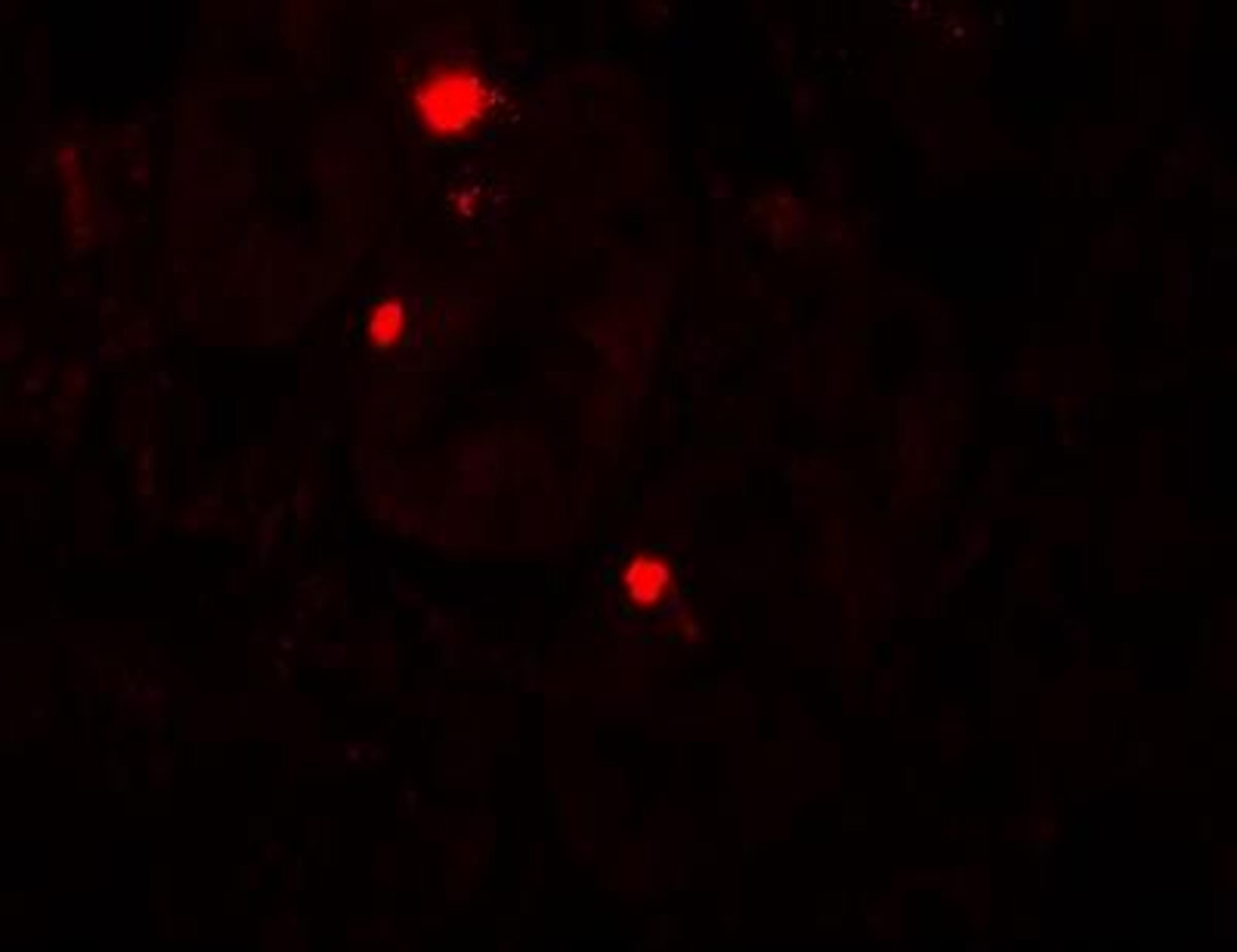 Immunocytochemistry/Immunofluorescence: ATG14 Antibody [NBP2-36445] - Immunofluorescence of ATG14 in human small intestine tissue with ATG14 antibody at 20 ug/mL.