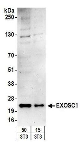 Detection of mouse EXOSC1 by western blot.