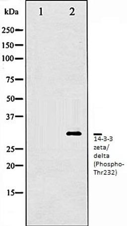 Western blot analysis of Jurkat whole cell lysates using 14-3-3 zeta/ delta (Phospho-Thr232) antibody, The lane on the left is treated with the antigen-specific peptide.