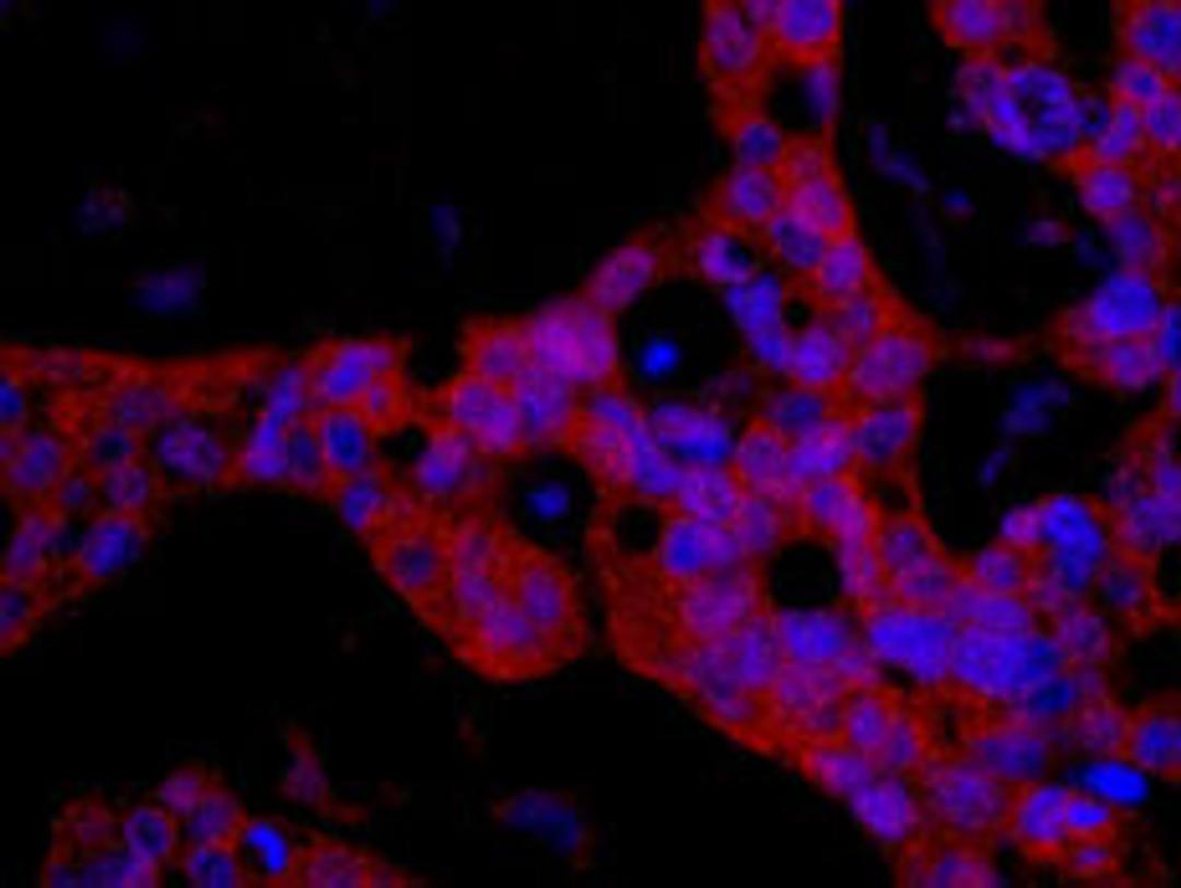 Detection of human FKBP4/FKBP52 by immunohistochemistry.