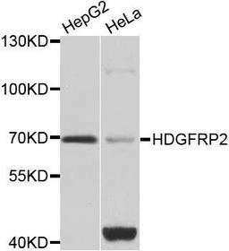 Western blot analysis of extracts of various cell lines using HDGFRP2 antibody