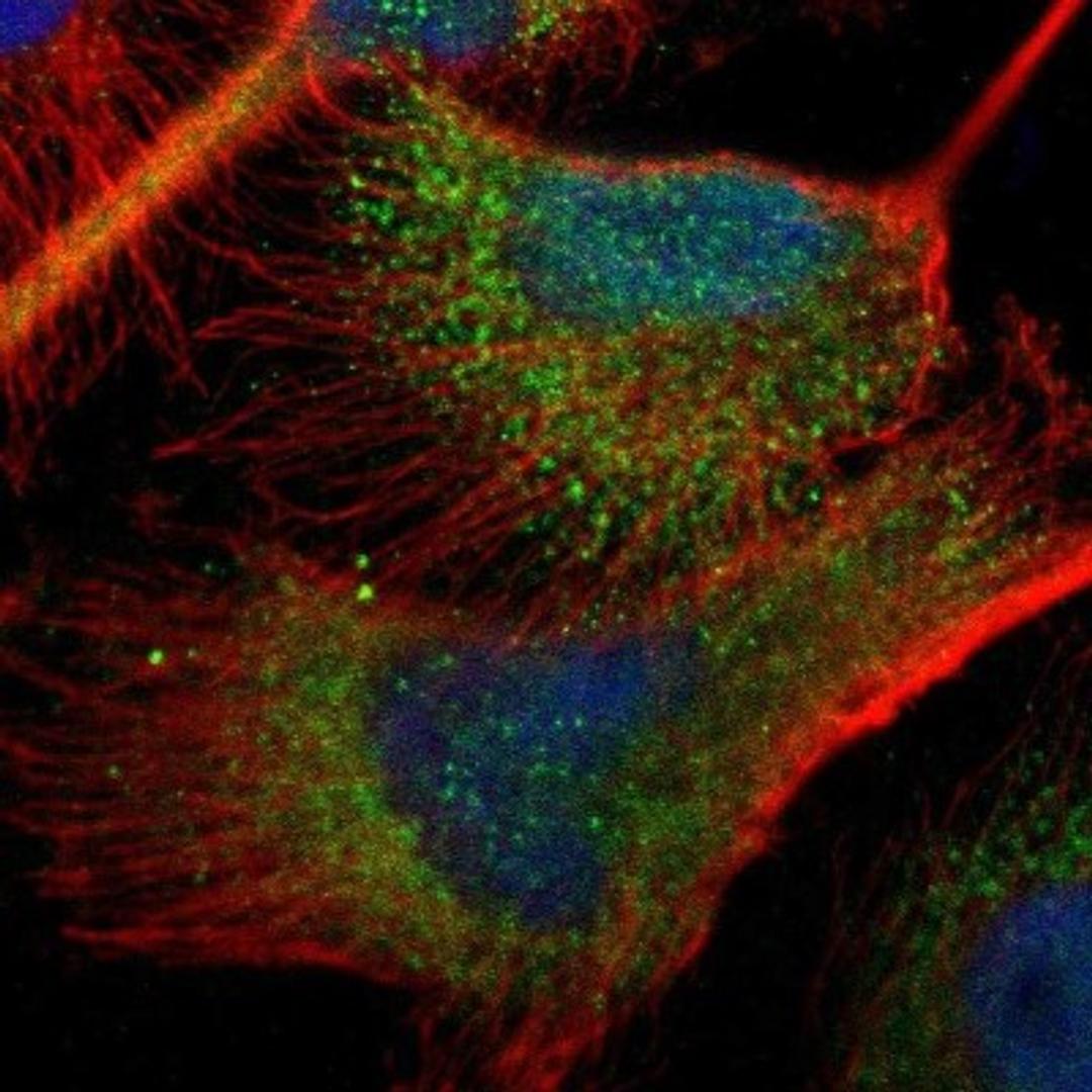 Immunocytochemistry/Immunofluorescence: ZNF155 Antibody [NBP1-80912] - staining of human cell line U-251MG shows positivity in nucleus but not nucleoli & cytoplasm.