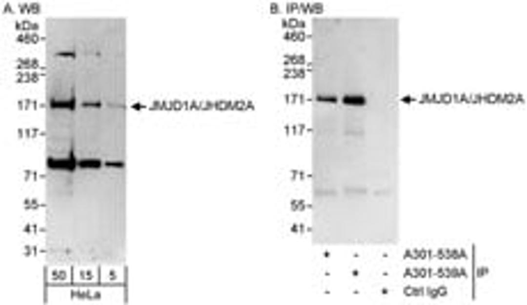 Detection of human JMJD1A/JHDM2A by western blot and immunoprecipitation.