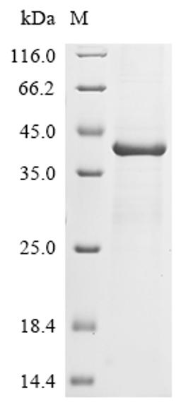 (Tris-Glycine gel) Discontinuous SDS-PAGE (reduced) with 5% enrichment gel and 15% separation gel.