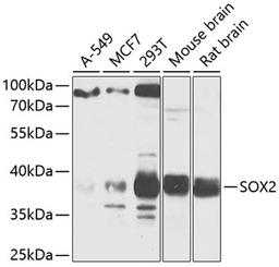 Western blot - SOX2 antibody (A11501)