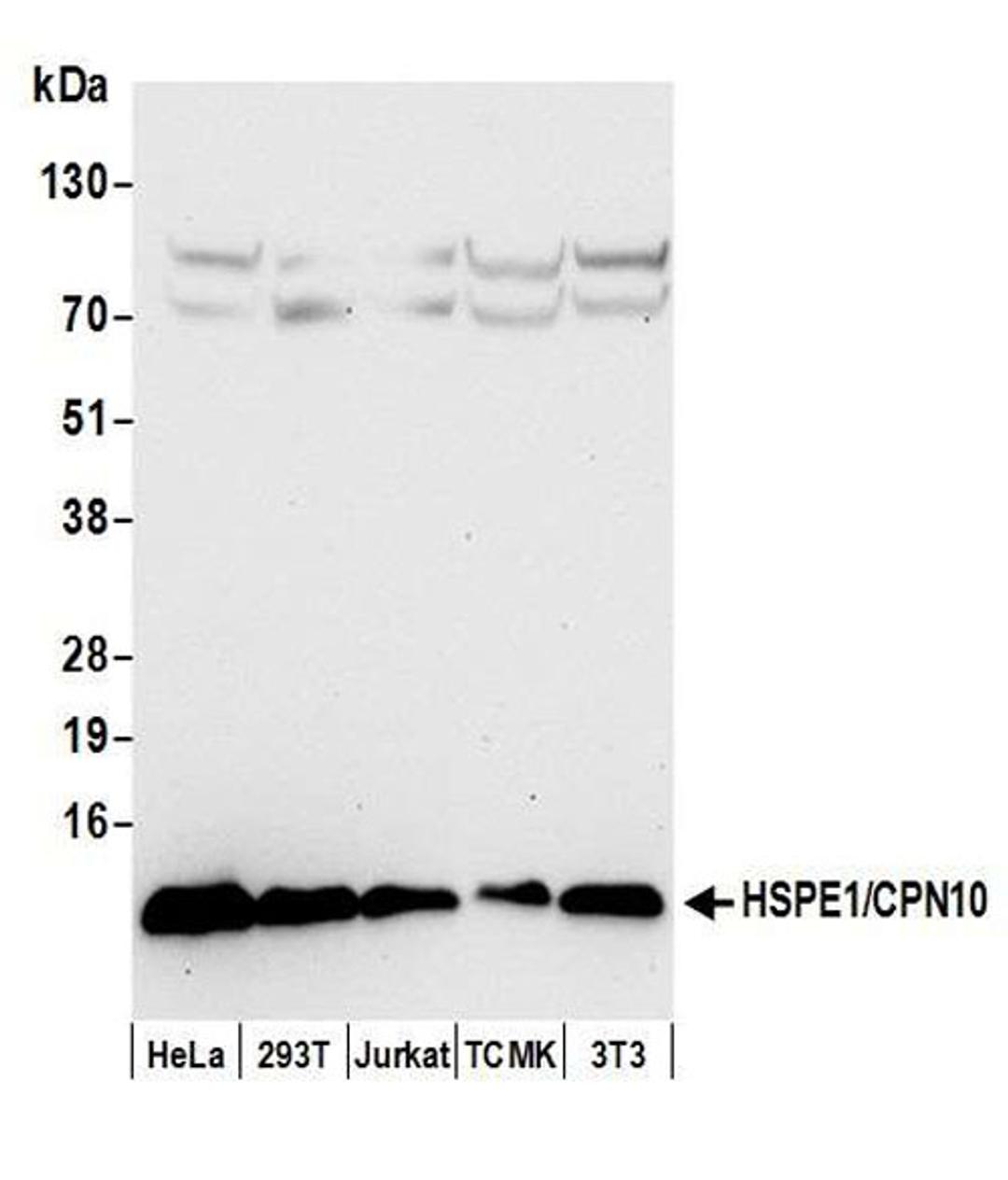 Detection of human and mouse HSPE1/CPN10 by WB.