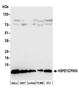 Detection of human and mouse HSPE1/CPN10 by WB.